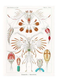 Copopod Crustaceans Illustration Print