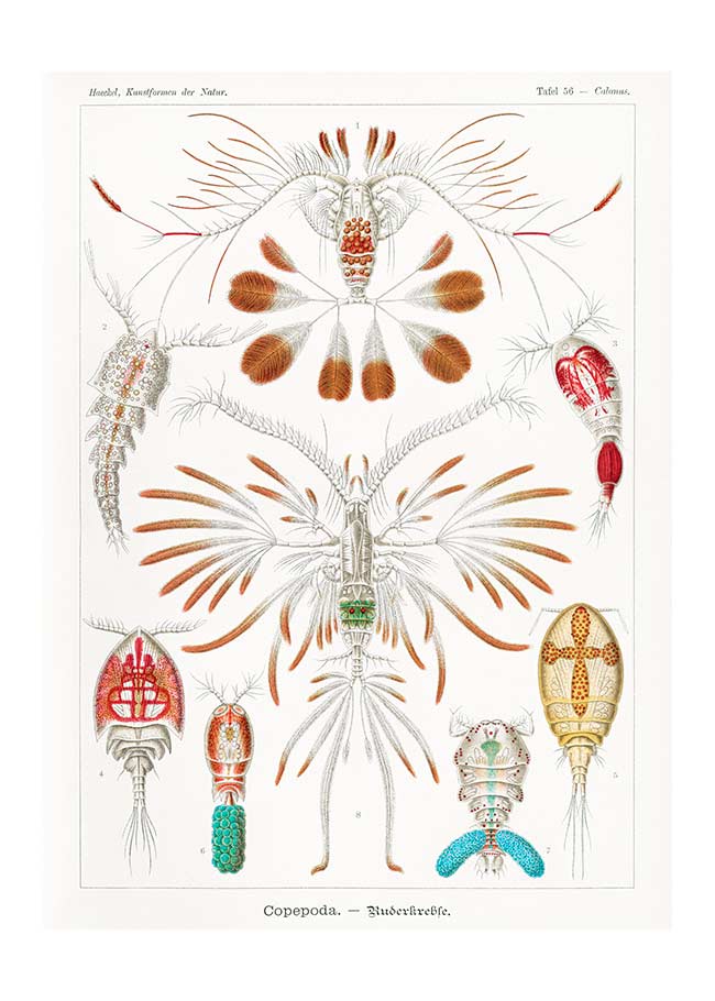 Copopod Crustaceans Illustration Print