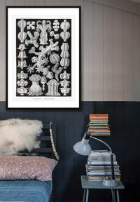 Corals Black and White Antique Print