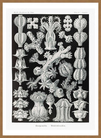 Corals Black and White Antique Print