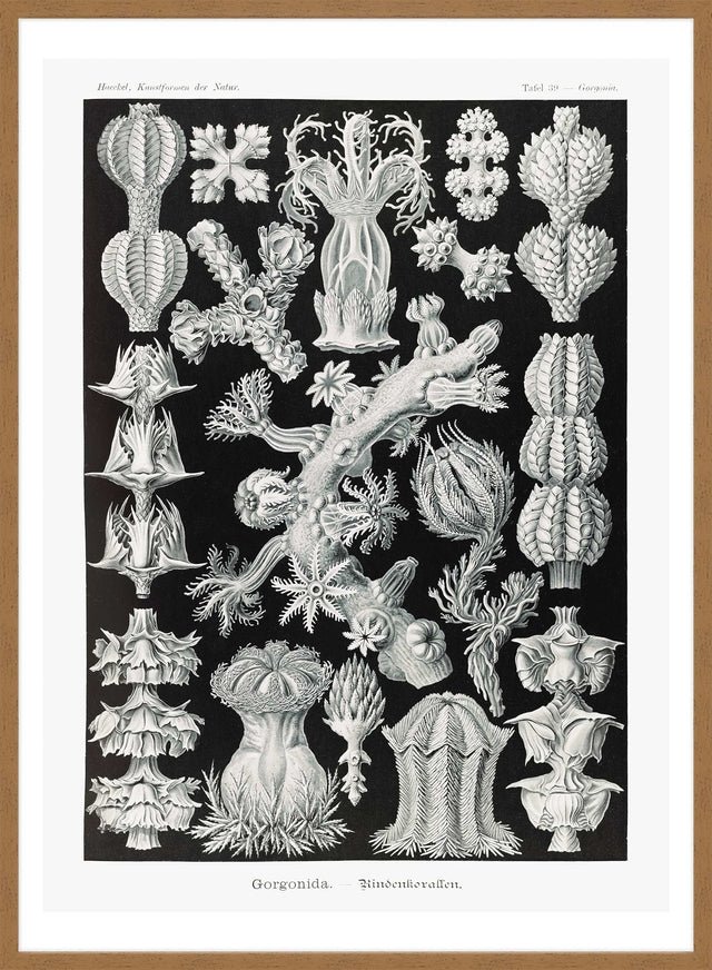 Corals Black and White Antique Print