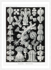 Corals Black and White Antique Print
