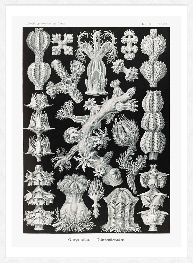 Corals Black and White Antique Print