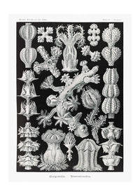 Corals Black and White Antique Print