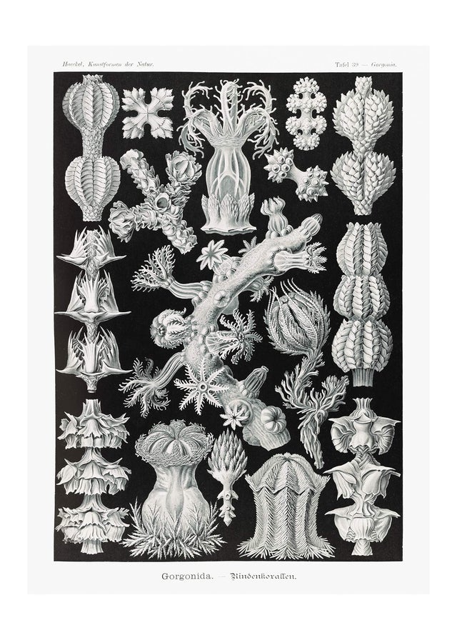 Corals Black and White Antique Print