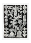 Corals Black and White Antique Print