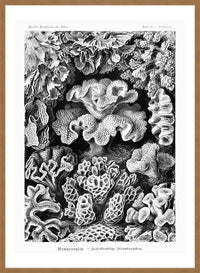 Corals Illustration Print