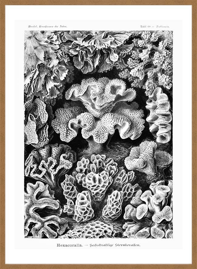 Corals Illustration Print
