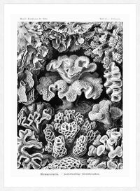 Corals Illustration Print