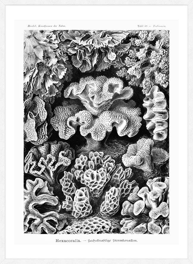 Corals Illustration Print