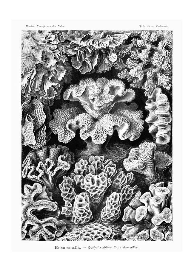 Corals Illustration Print