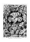 Corals Illustration Print