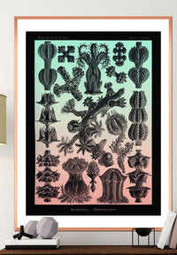 Corals Pink And Green Antique Print