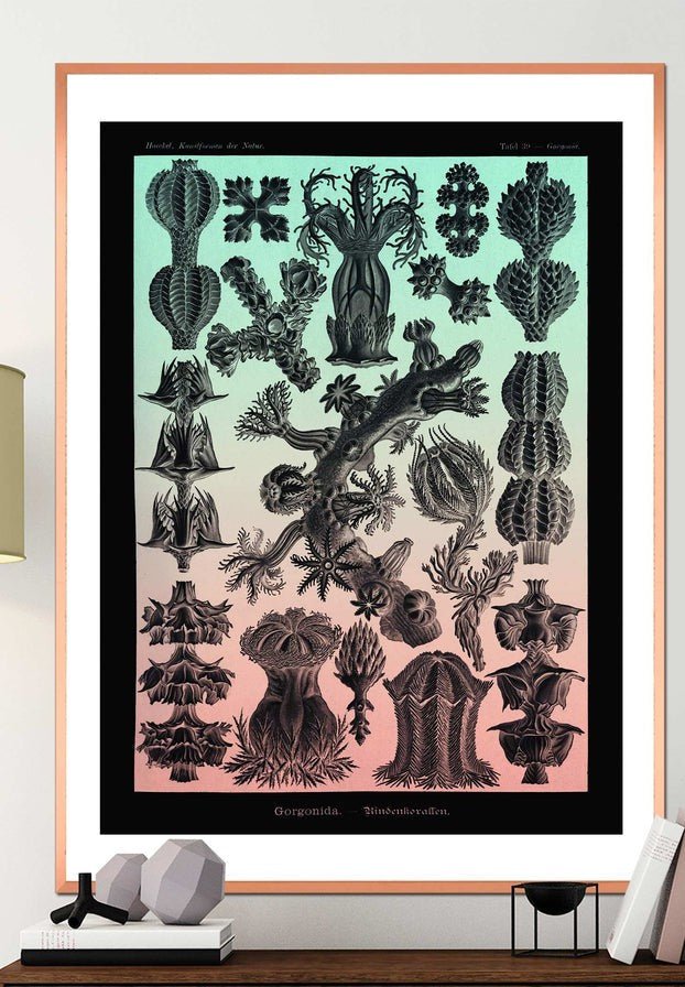 Corals Pink And Green Antique Print