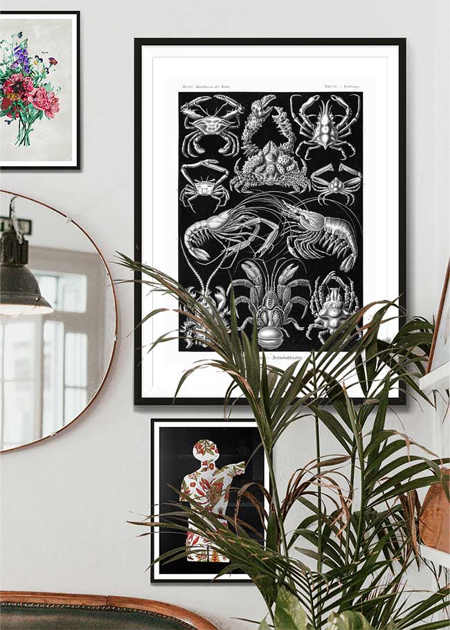 Crabs Black & White Illustration Print