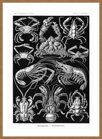 Crabs Black & White Illustration Print