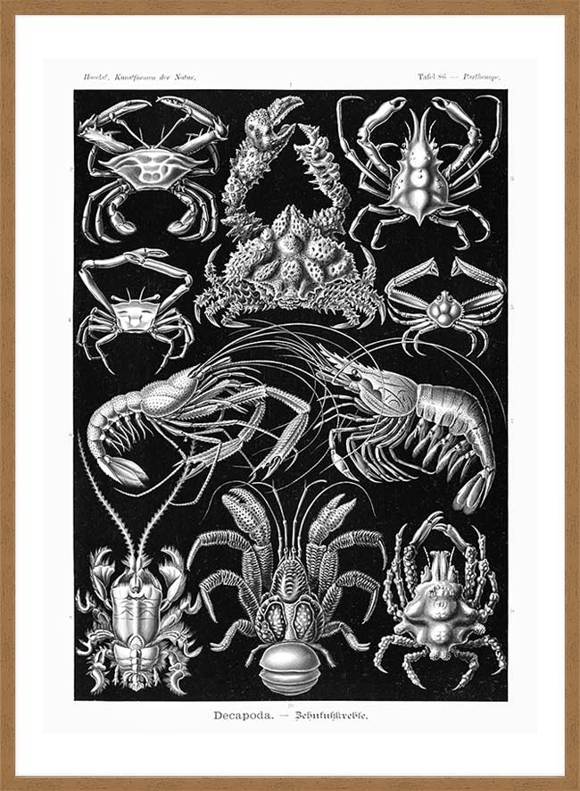 Crabs Black & White Illustration Print