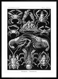 Crabs Black & White Illustration Print