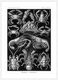 Crabs Black & White Illustration Print