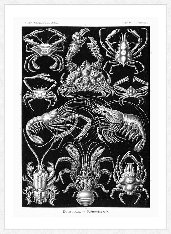 Crabs Black & White Illustration Print