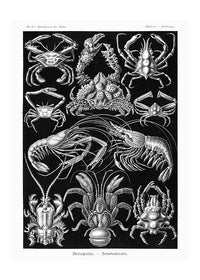 Crabs Black & White Illustration Print