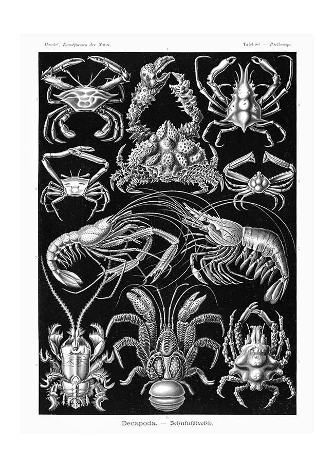Crabs Black & White Illustration Print