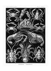 Crabs Black & White Illustration Print