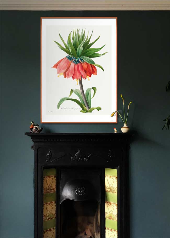 Crown Imperial Fritillary Flower Print