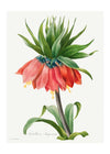Crown Imperial Fritillary Flower Print