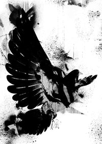 Dove Graffiti Print