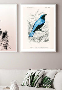 Drongo Vintage Bird Print
