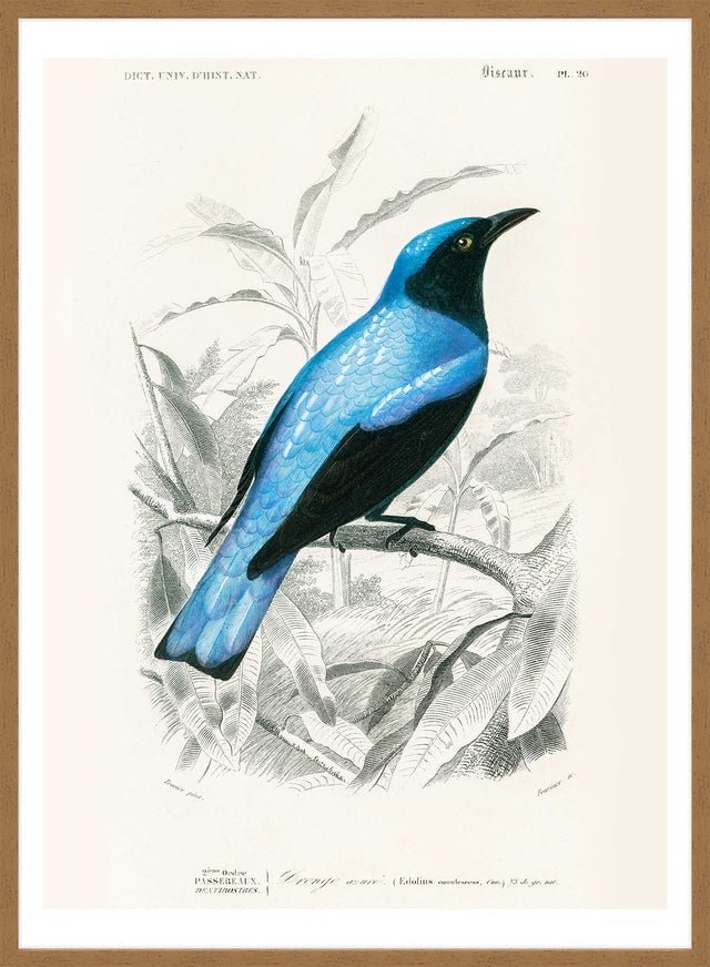 Drongo Vintage Bird Print