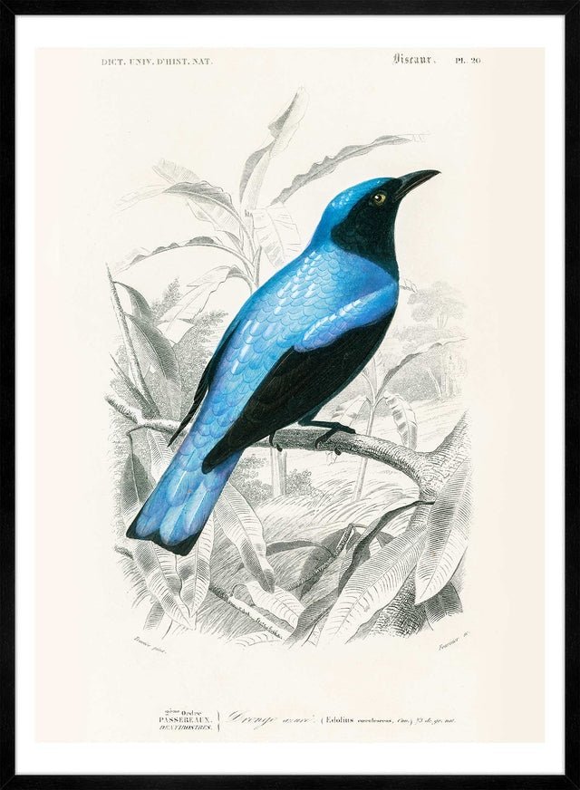 Drongo Vintage Bird Print