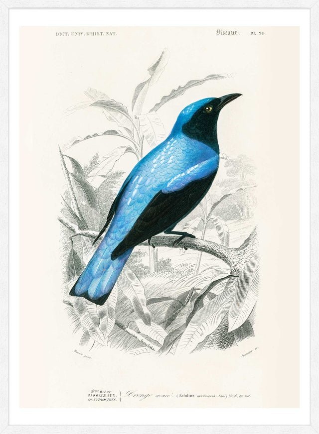 Drongo Vintage Bird Print