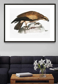 Eagle Vintage Antique Bird Print
