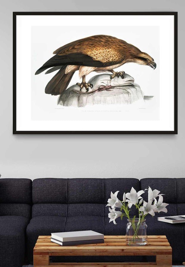 Eagle Vintage Antique Bird Print