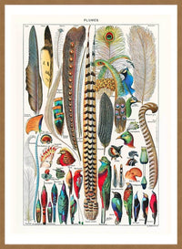 Feathers Plumes Vintage Antique Print