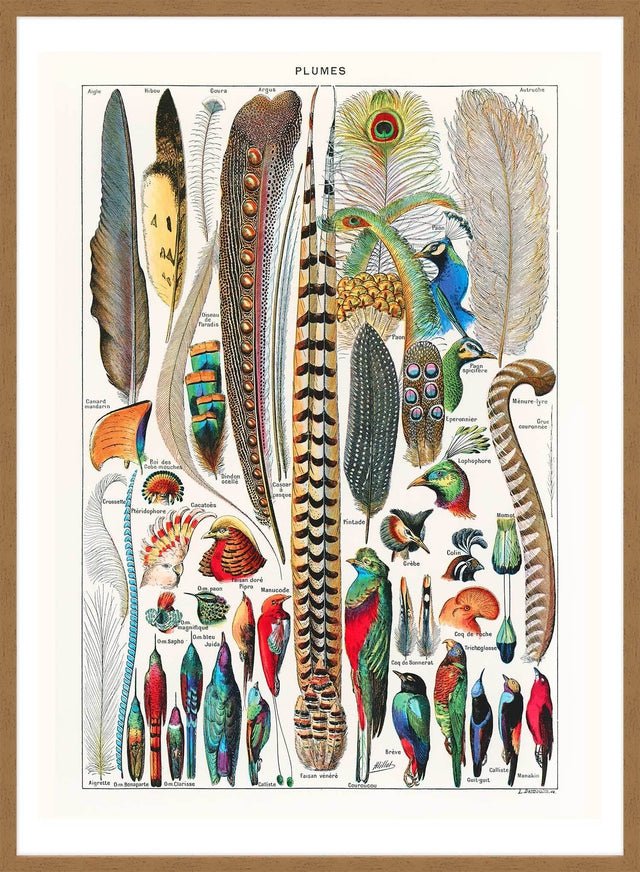 Feathers Plumes Vintage Antique Print