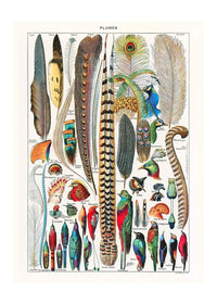 Feathers Plumes Vintage Antique Print