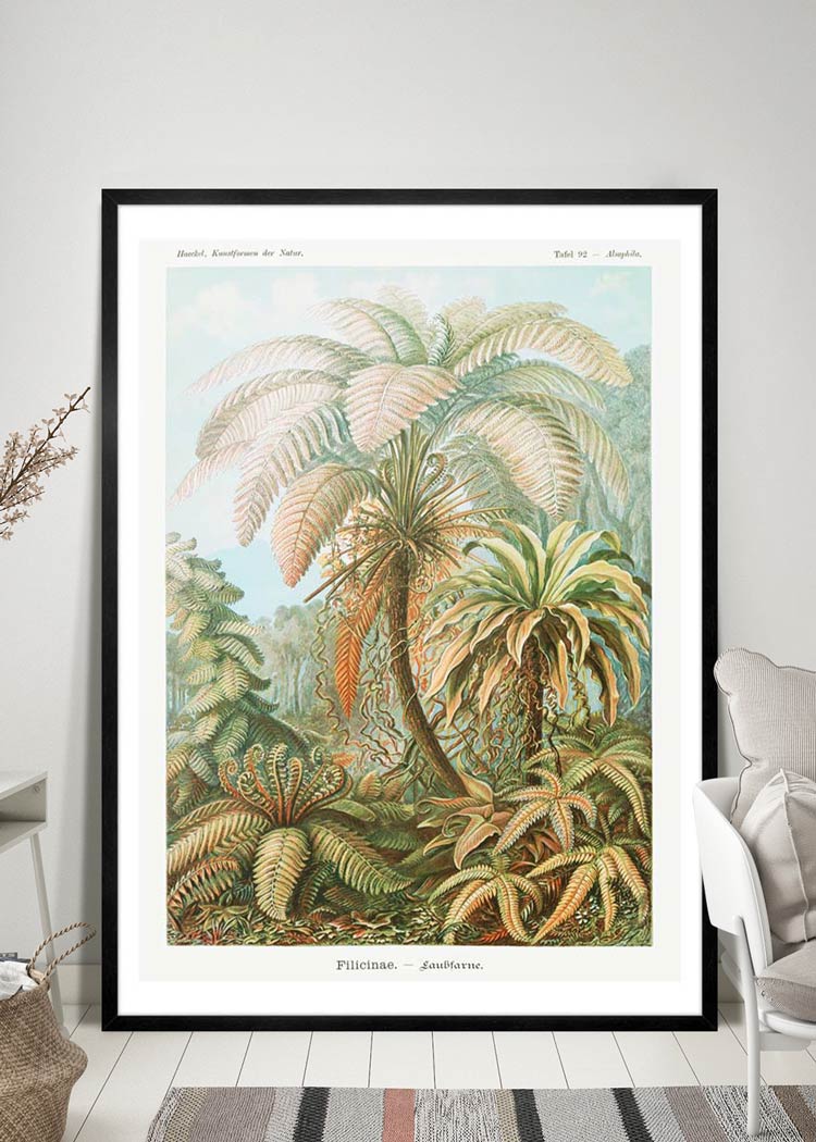 Ferns Illustration Vintage Print