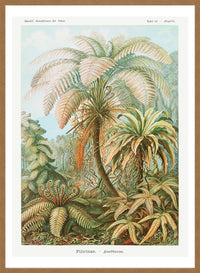 Ferns Illustration Vintage Print