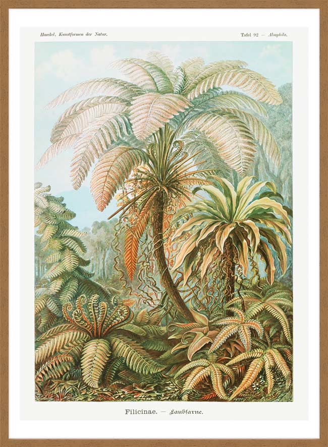Ferns Illustration Vintage Print