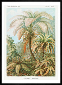 Ferns Illustration Vintage Print