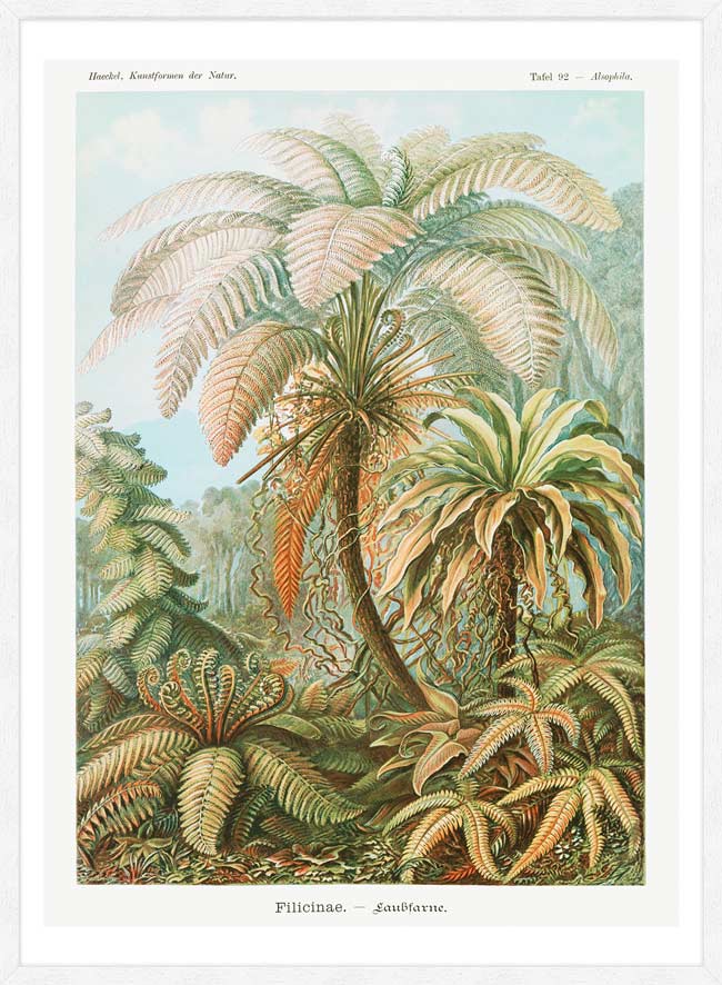 Ferns Illustration Vintage Print