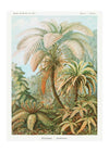 Ferns Illustration Vintage Print