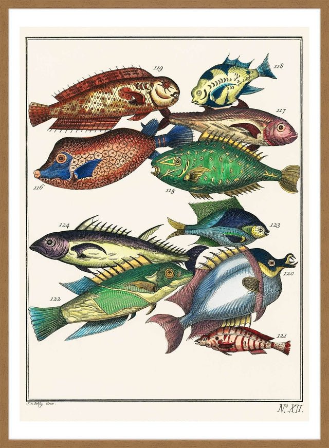 Fish 2 Vintage Antique Print