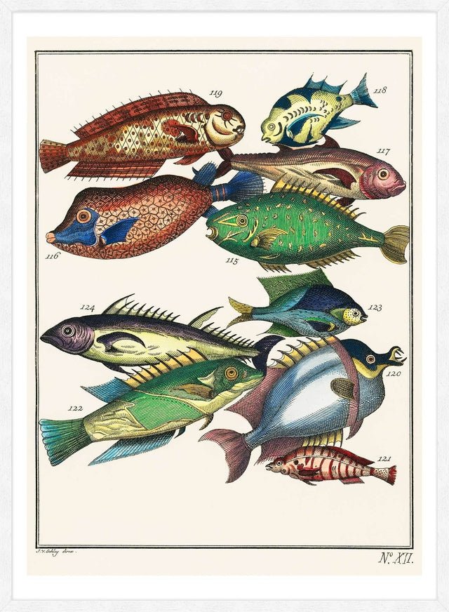 Fish 2 Vintage Antique Print