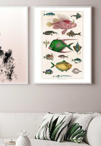 Fish 3 Vintage Antique Print