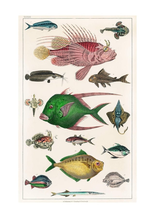Fish 3 Vintage Antique Print