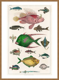 Fish 3 Vintage Antique Print